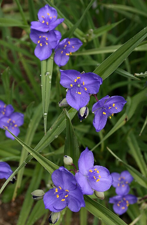 Tradescantia Occidentalis Seeds 100 Prairie Spiderwort Native Perennial Wildflower Blue Purple Blooms