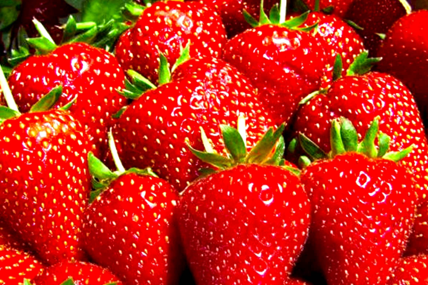 Berry Red Strawberry Seeds - 150 Non-GMO Fragaria × ananassa for Home Garden, Pots & Raised Beds
