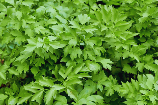 Lovage Seeds | Non-GMO Heirloom Herb Seeds | Culinary & Medicinal Levisticum officinale | Perennial Garden Seeds