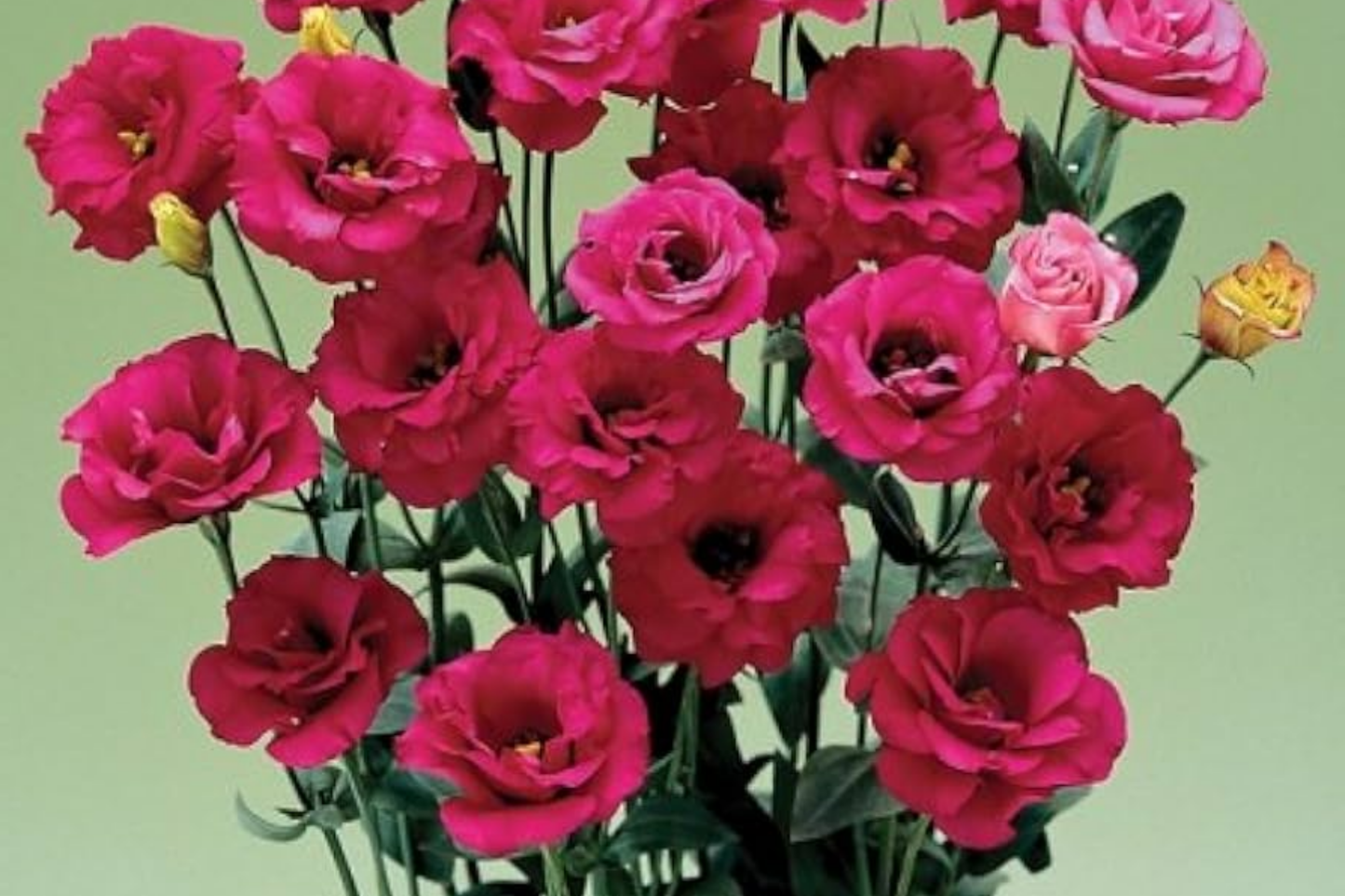 Raspberry Dalliance Lisianthus Seeds - Non-GMO Eustoma grandiflorum Flower Seeds for Cutting Gardens, Vibrant Blooms, Pollinator Attractant (125-5000)
