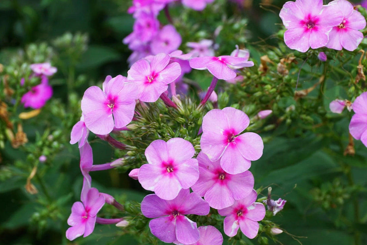 Brilliant Phlox Seeds | Pink with Dark Centers | Fragrant & Pollinator-Friendly | Phlox drummondii | Easy to Grow