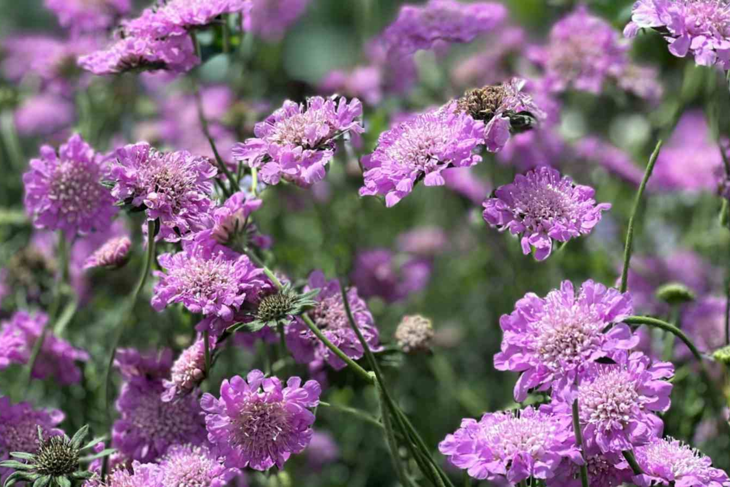 Pink Mist Scabiosa Seeds - Annual Flower, Pink Blooms, Scabiosa columbaria, 75 Seeds for Garden, Borders, Containers