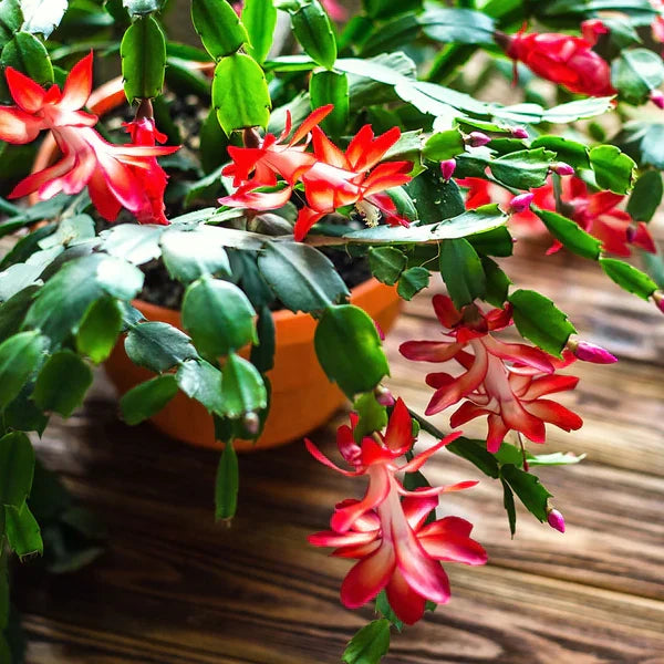 Red Christmas Cactus Live Plant 5–6” Bareroot Schlumbergera Holiday Blooming Houseplant Easy Care Succulent