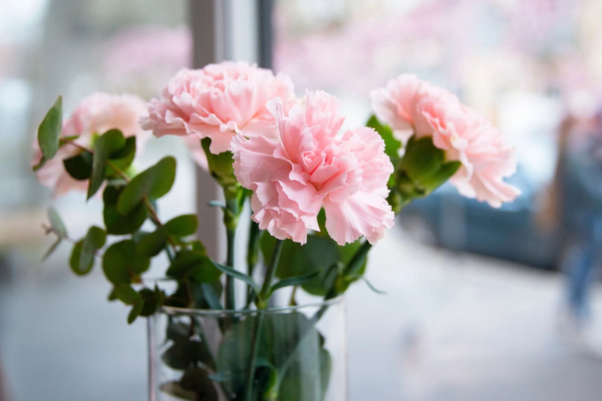 La France Carnation Seeds | Shell Pink Double Blooms | Fragrant Pollinator Plant | Dianthus caryophyllus | Non-GMO