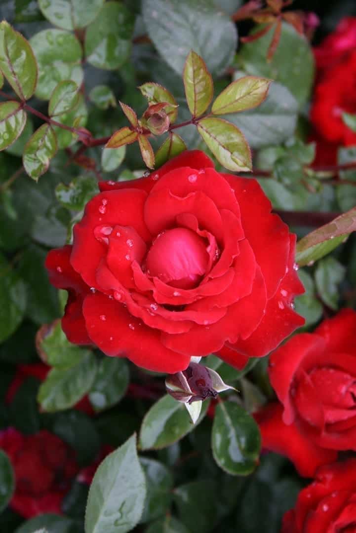 Super Rare Black Cherry Rose Cuttings – Unrooted Rosa ‘Black Cherry’ Dark Red Flowering Stems for Grafting & Propagation