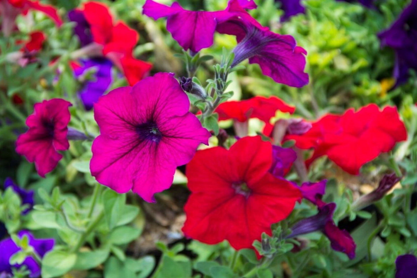 Dwarf Petunia Seeds MIX Colors - Non-GMO Petunia x hybrida Flower Seeds for Garden, Containers & Baskets, Bulk Pack