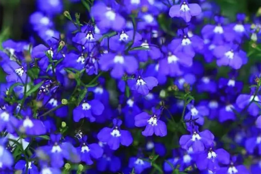Magic Blue Creeping Thyme Seeds - 20,000+ Heirloom Ground Cover Seeds - Thymus serpyllum for Drought-Resistant, Fragrant, Low-Maintenance Garden Coverage