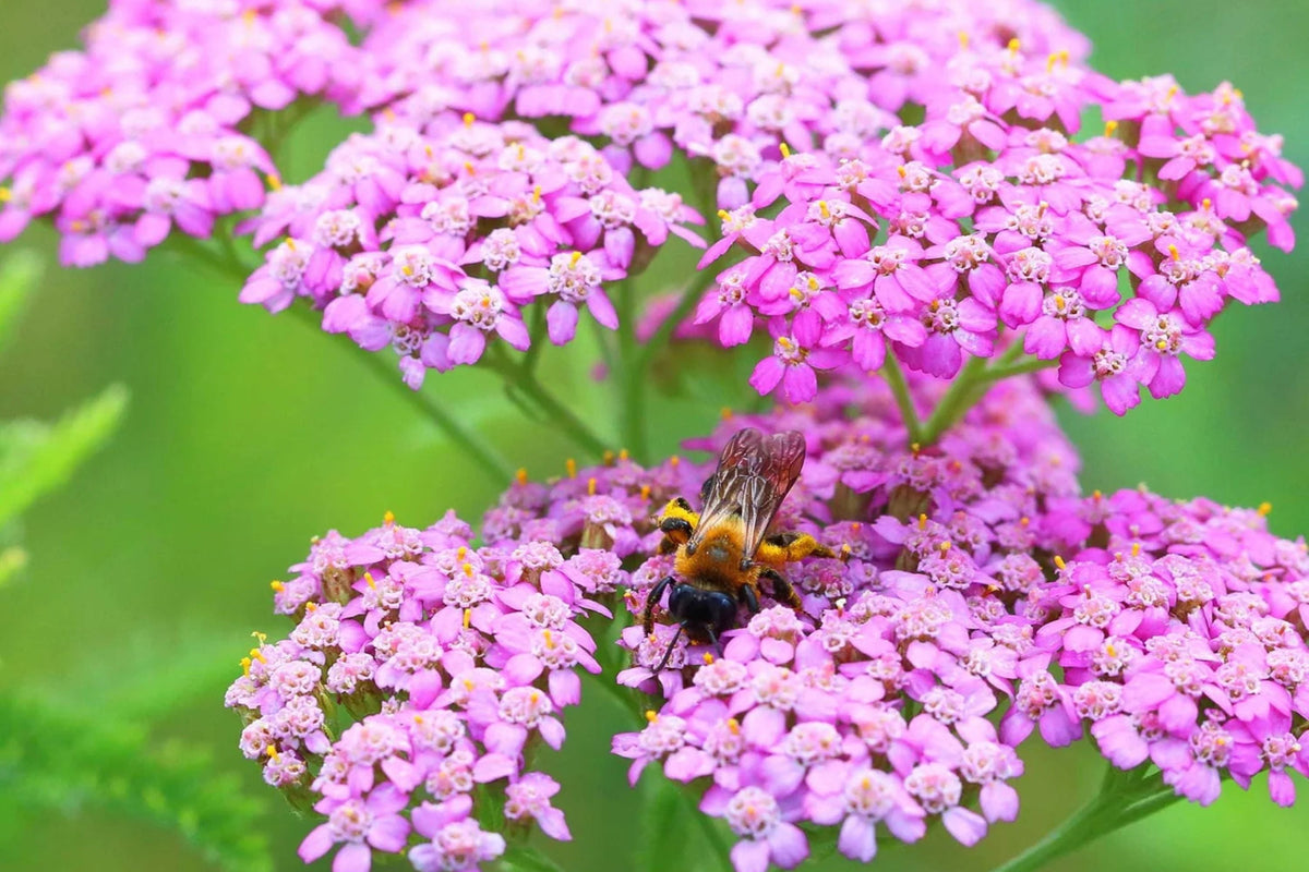 Cerise Queen Yarrow Seeds | Vibrant Pink Flowers | Drought Tolerant | Achillea millefolium | Pollinator Friendly Perennial