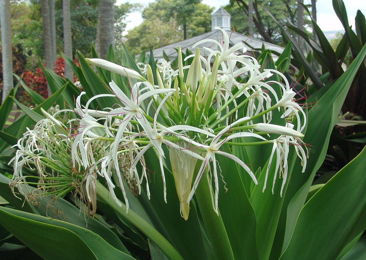 White Spider Crinum Lily Amoenum | Live Rooted Starter Plant | Fragrant White Flowers | Tropical Bulb Plant | Hardy Perennial