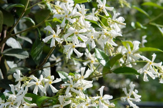 Mixed Star Jasmine Flower Seeds - Fragrant Climbing Jasmine - Trachelospermum jasminoides - Garden, Outdoor, Trellis, Fencing