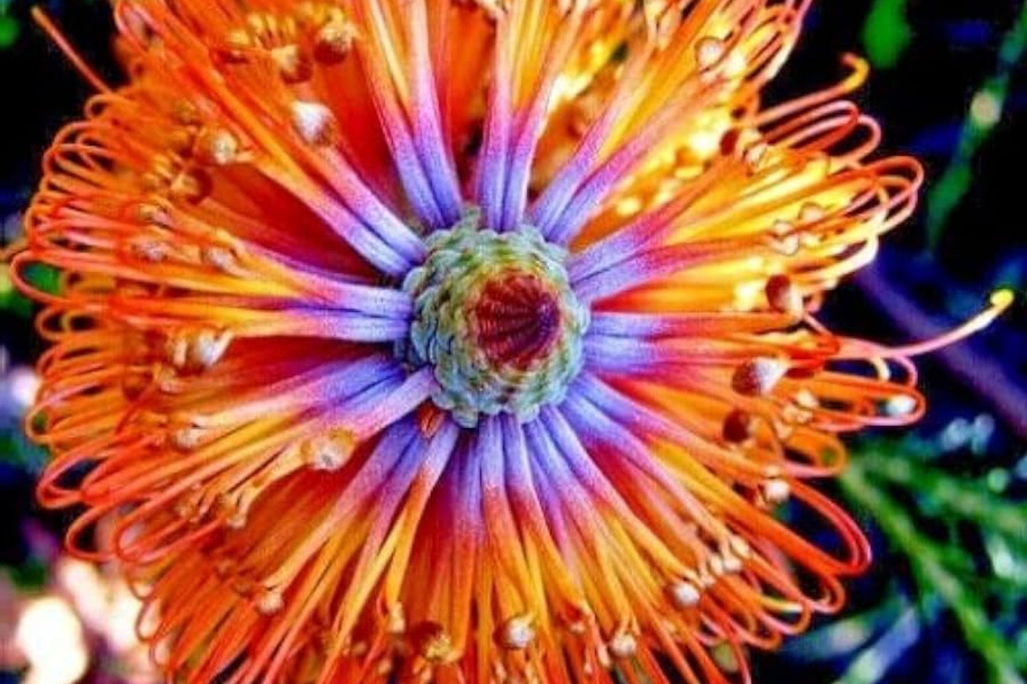 Banksia ericifolia "Little Eric" Tree Seeds – Rare Lantern Fireworks Flowering Shrub for Gardens and Pollinators