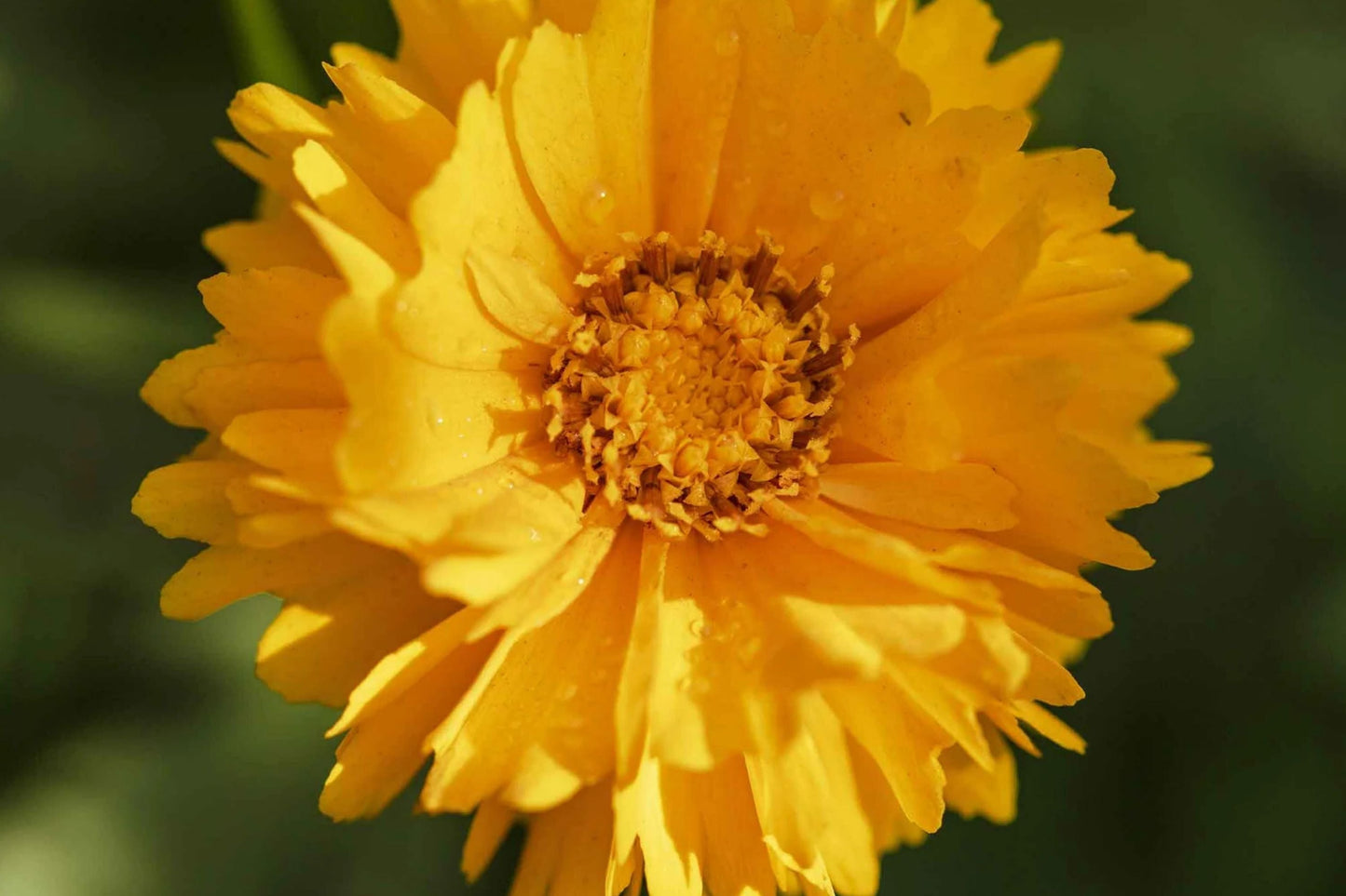 Coreopsis Seeds | Lance Leaf Variety | Non-GMO Wildflower Seeds | Coreopsis lanceolata Perennial Plant
