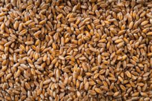 Hard Red Winter Wheat Seeds - NON-GMO Triticum aestivum for Planting, Sprouting, Fodder, Crop Storage