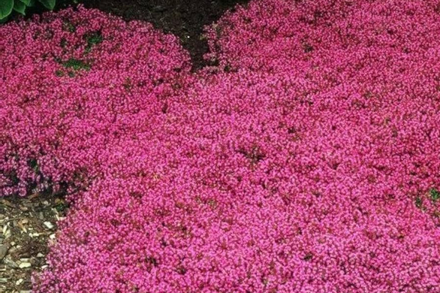 Red Creeping Thyme Seeds - 20,000+ Non-GMO Thymus serpyllum Ground Cover for Gardens, Borders & Pathways