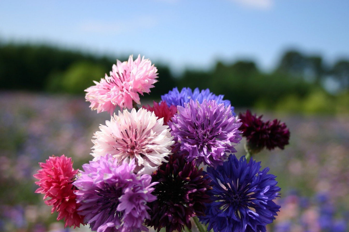 Bachelor Button Seeds - Dwarf Polka Dot Mix - Colorful Annual Flowers for Garden & Containers - Centaurea cyanus Non-GMO