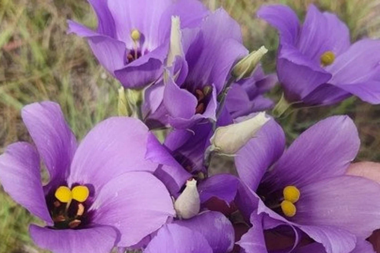 Eustoma exaltatum Seeds, Tularosa Basin Native Wildflower, Desert Marsh Gentian Flowering Plant, Southwest US, Pollinator Attracting