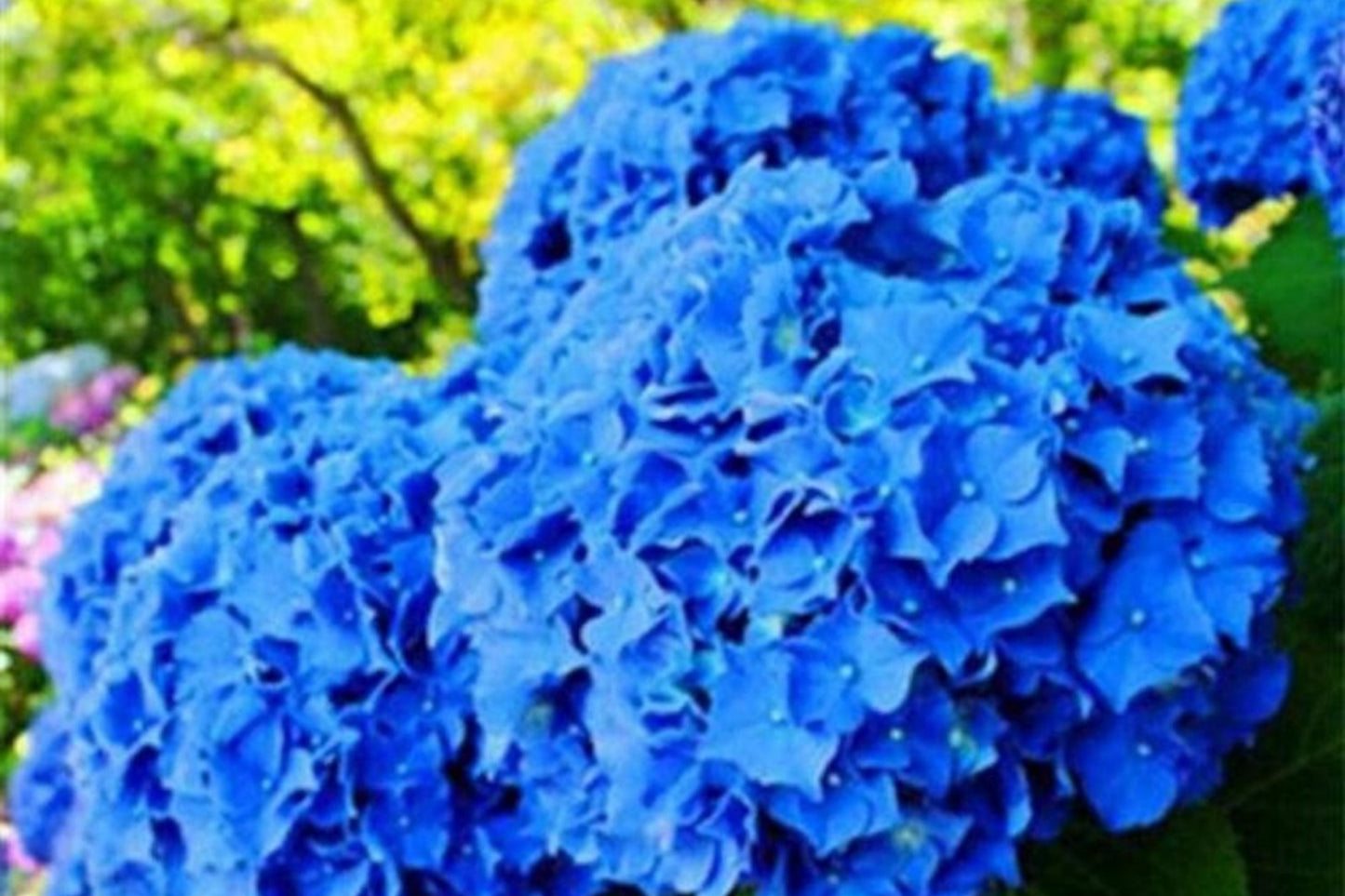 Hydrangea Seeds - Spring Mix, Non-GMO Flower Seeds, Hydrangea macrophylla, 85 or 250 Seeds for Garden, Blooming Perennials