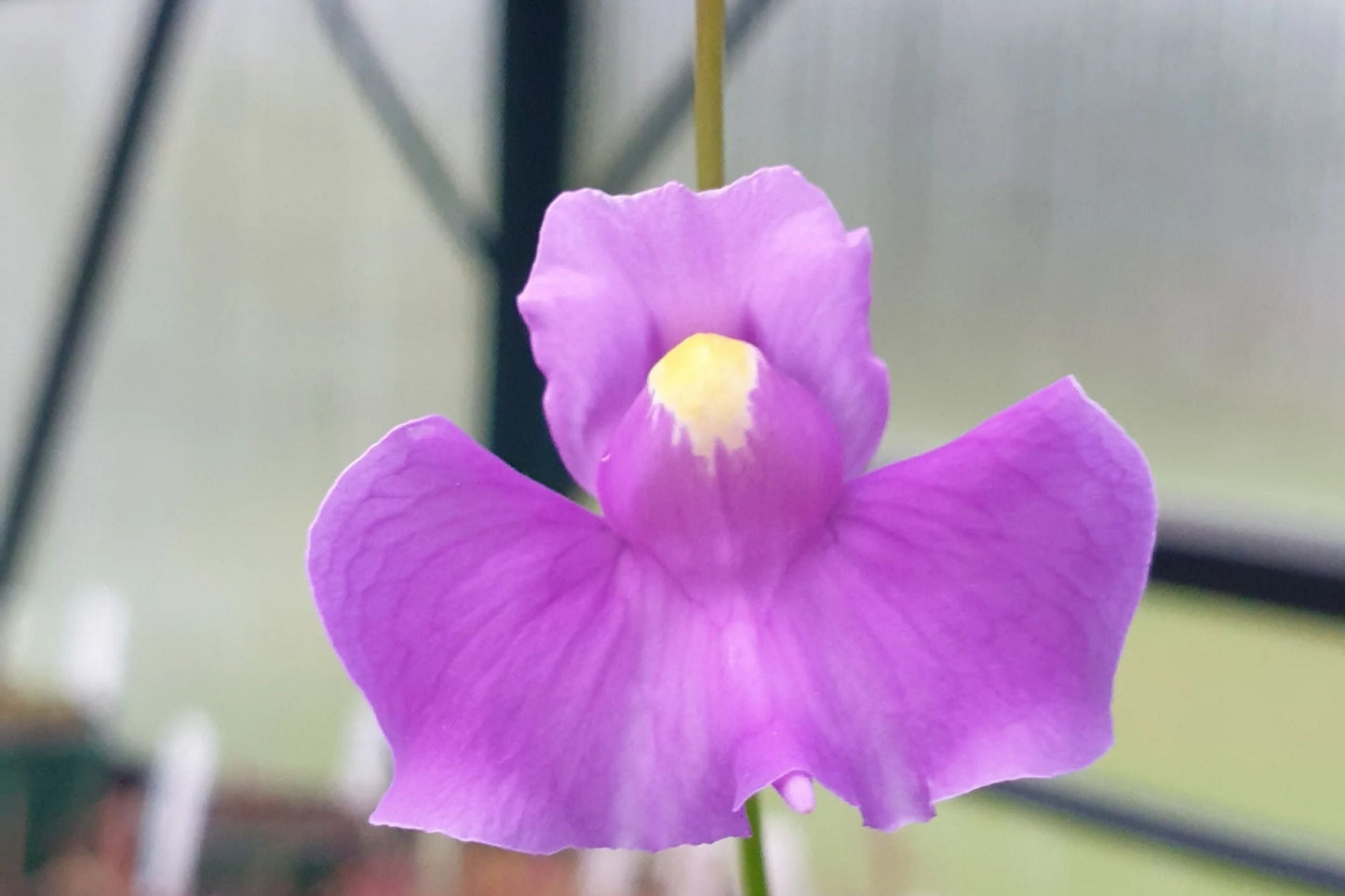 Utricularia longifolia Seeds - Tropical Carnivorous Bladderwort, Exotic Aquatic Plant, Flowering Water Garden Plant Seeds