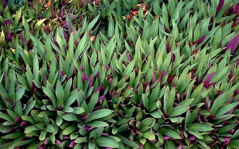 6 Dwarf Oyster Plants Bare Root | Moses in the Basket | Tradescantia spathacea Boat Lily | Indoor and Outdoor Live Plants