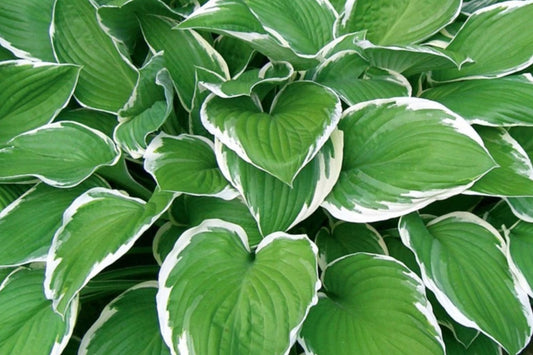 Mixed Rare Hosta Seeds – 200+ Perennial Planting Seeds for Pollinator Garden – Hosta spp.
