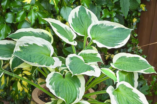 Hosta Seeds for Planting - 200+ Perennial Garden Seeds - Shade Tolerant, Attracts Pollinators - Hosta spp.