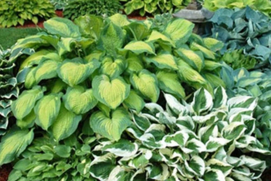 Hosta Seeds – 200+ Perennial Garden Seeds for Shade, Attract Pollinators, Hosta spp.