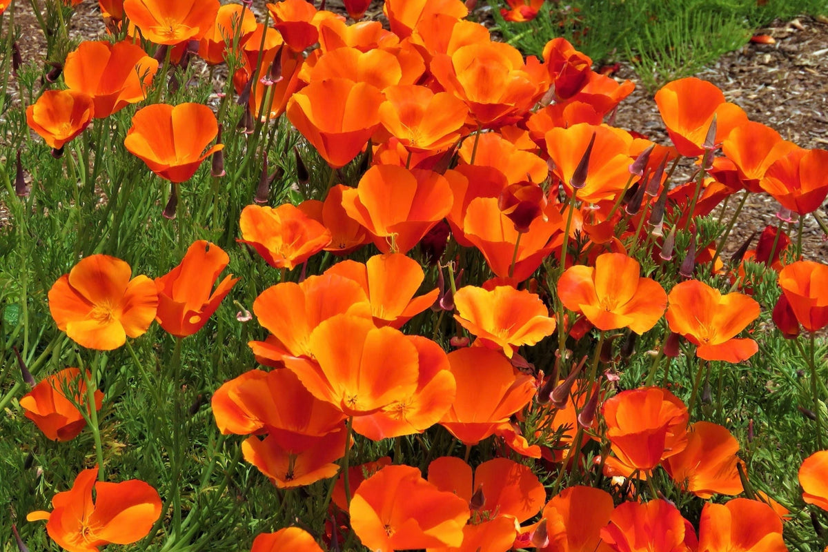 California Poppy Seeds Packet - Orange Flower | Non-GMO Eschscholzia californica | Easy to Grow Garden Seeds