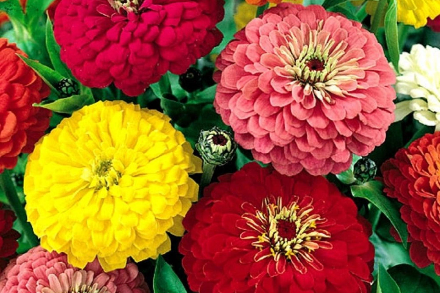 Zinnia Dahlia Seeds Pack - Bulk Flower Seeds for Vibrant Blooms - Zinnia elegans Garden Seeds