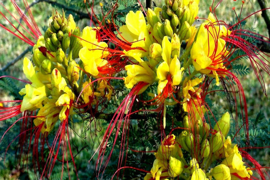 Mexican Desert Yellow Bird of Paradise Seeds – C. Gilliesii Flowering Shrub for Drought-Tolerant Garden Planting