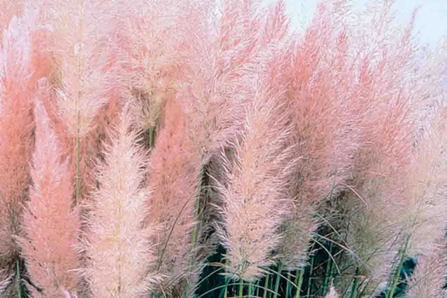 Pink Pampas Grass Seeds, 10,000+ Hardy Perennial Ornamental Seeds, Cortaderia selloana, Pink Plumes, Garden Landscape, Easy to Grow