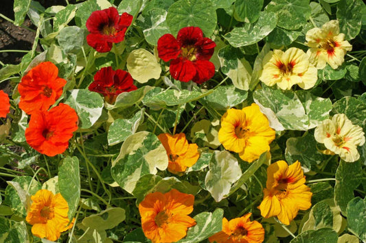 Nasturtium Seeds - Alaska Mix Edible Flowers & Leaves - Tropaeolum majus - Non-GMO, Heirloom, Brightly Colored, Pollinator Attracting