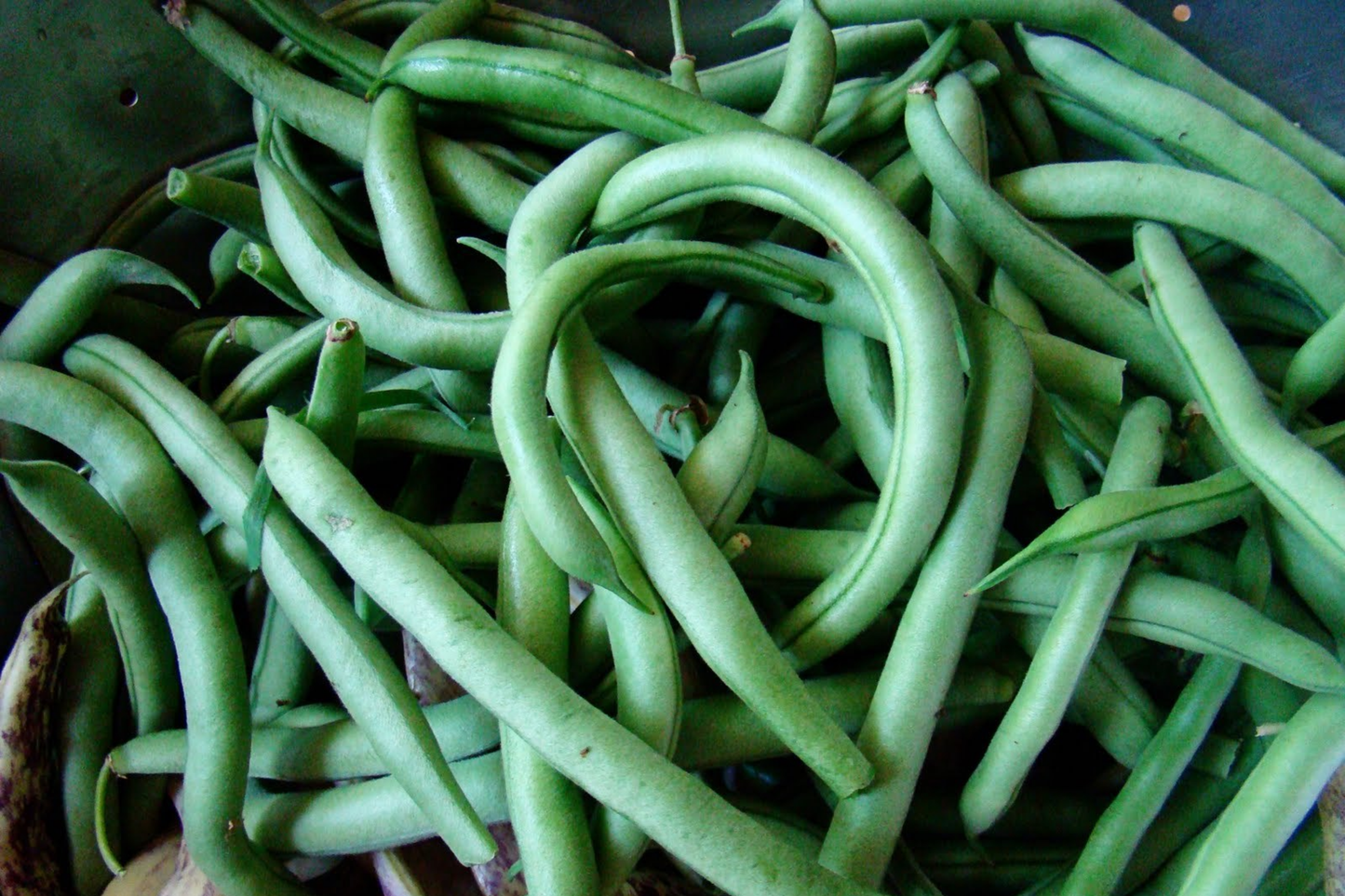 Blue Lake Pole Green Bean Seeds | Non-GMO Heirloom Phaseolus vulgaris | Climbing Vegetable Seeds for Garden, Containers, Raised Beds