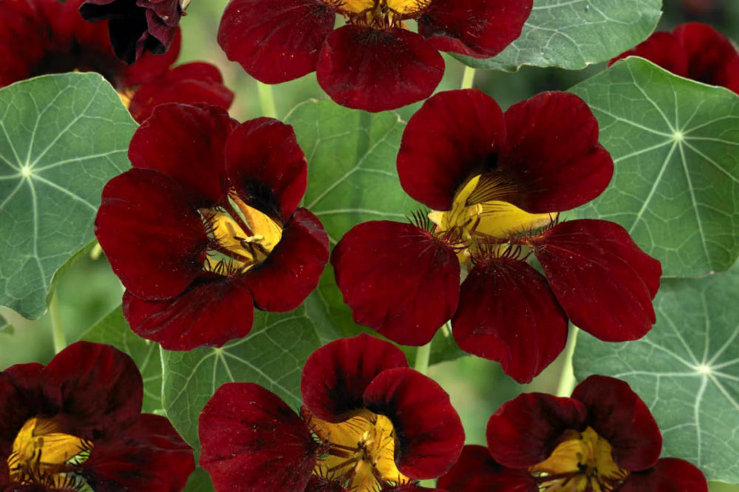 Black Velvet Nasturtium Seeds - Heirloom Non-GMO Packets for Trailing & Climbing Tropaeolum majus Garden Plants