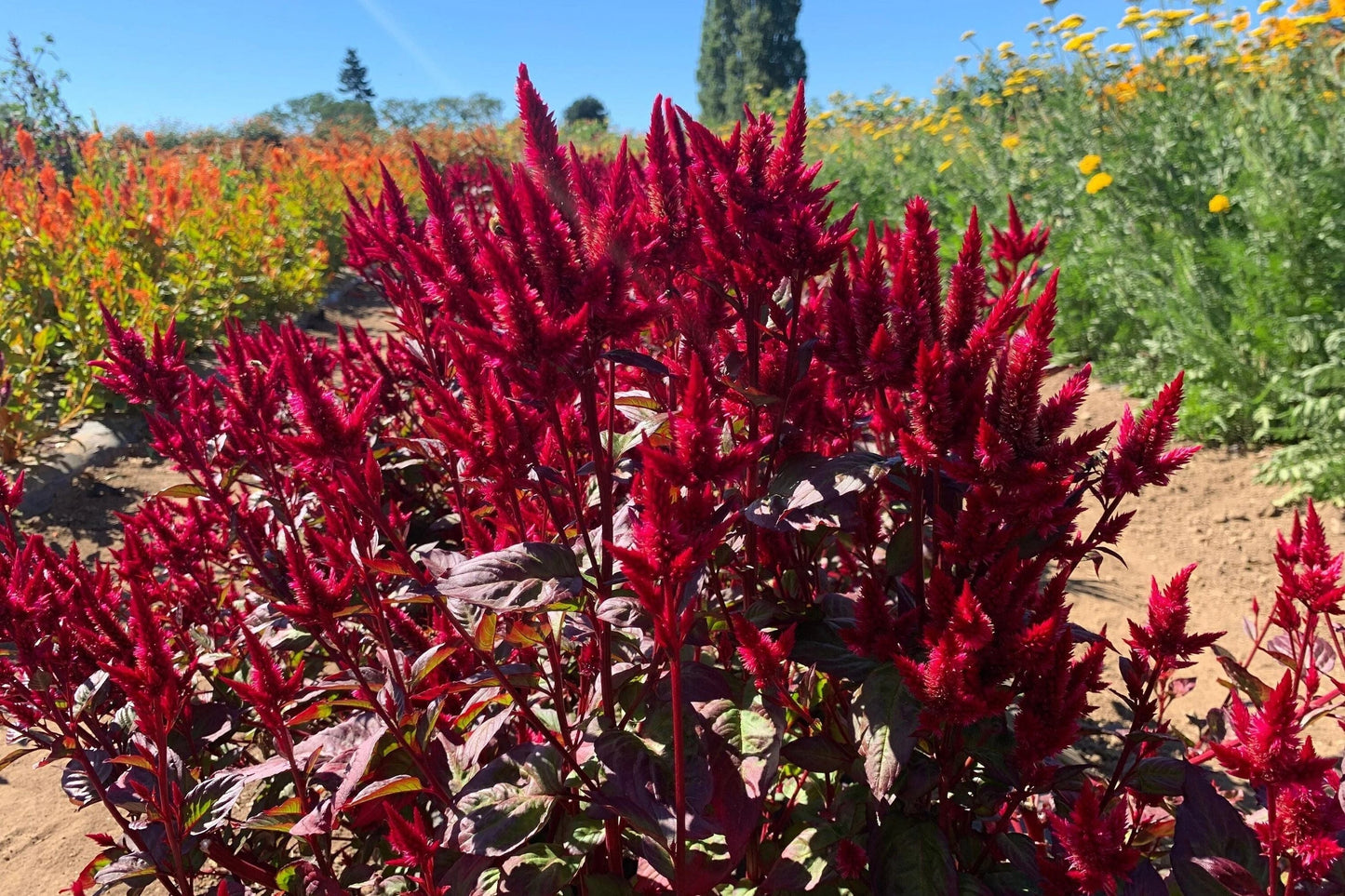 Pampas Plume Mix Celosia Seeds | Non-GMO Flowering Annual | Vibrant Colors | Celosia argentea Seeds for Garden & Containers