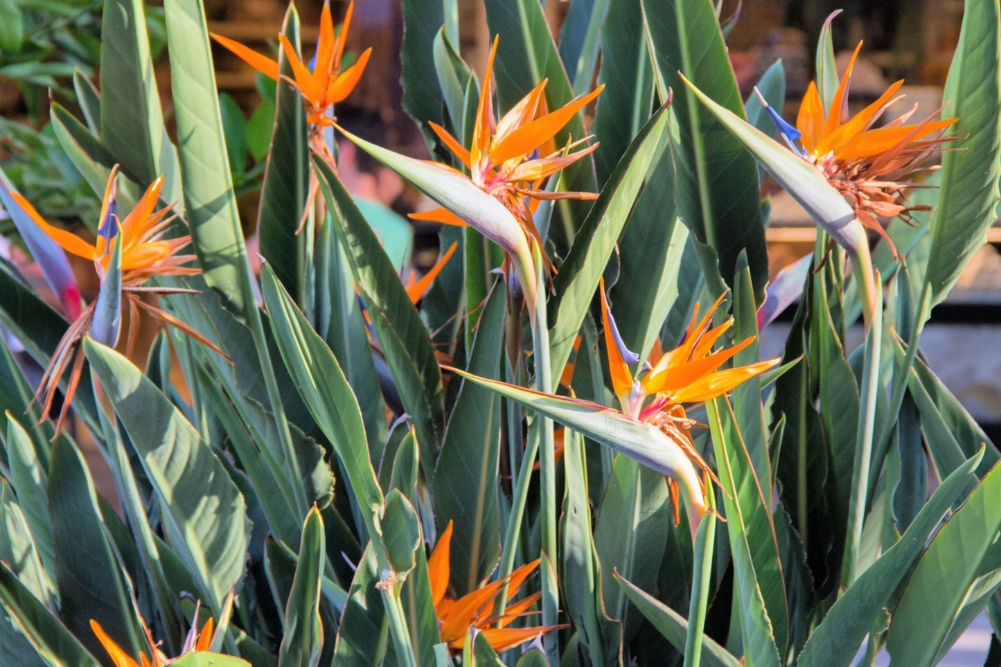 Birds of Paradise Seeds - Strelitzia Reginae Orange & Blue Variety for Garden, Tropical Plant, Easy to Grow