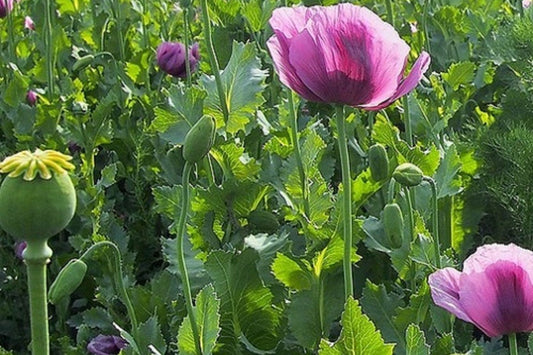 Organic Czech Republic Papaver Somniferum Poppy Seeds – 20,000 Fresh Planting Seeds for Vibrant Garden Flowers