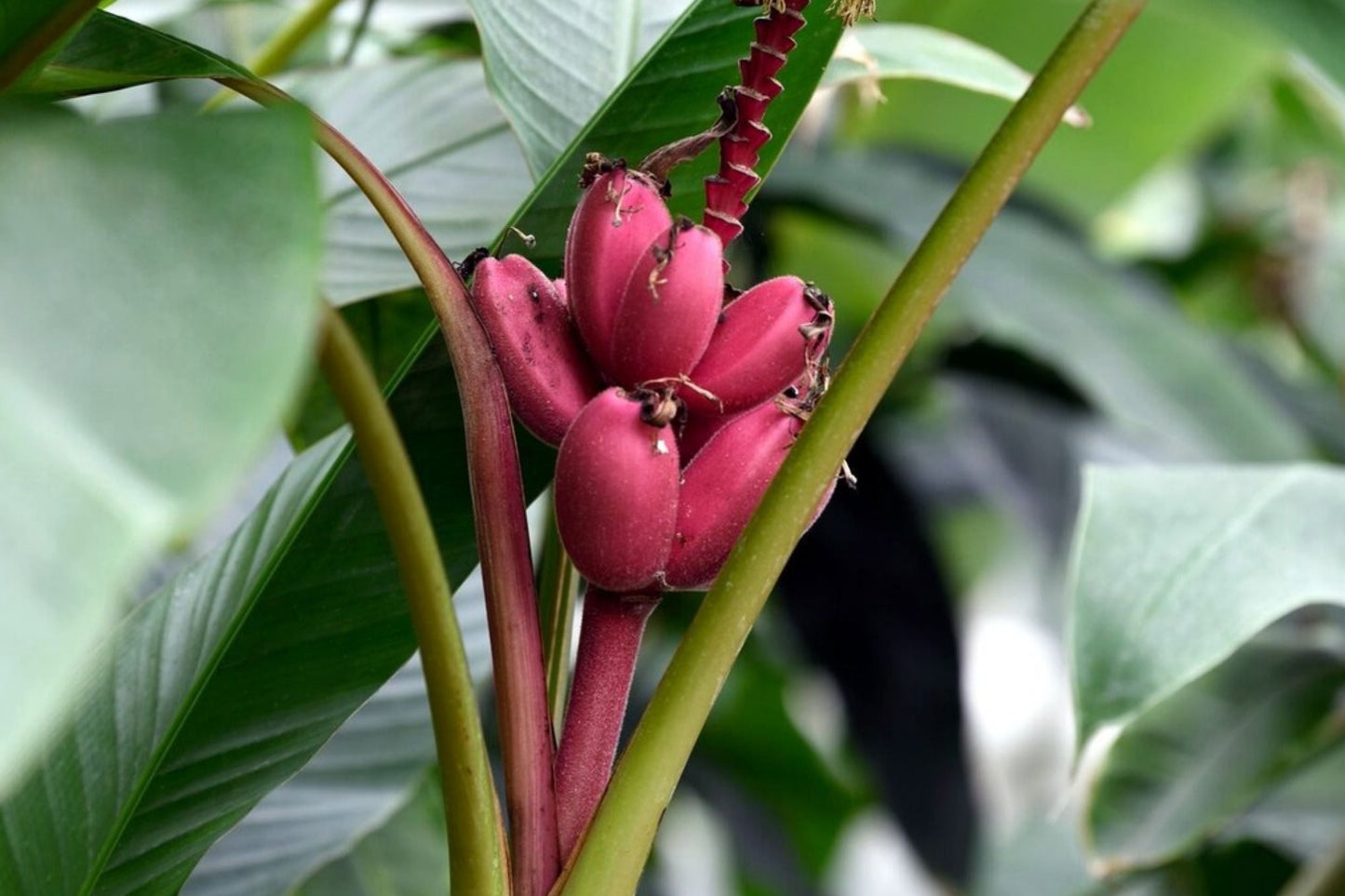 20 Pink Dwarf Banana Tree Seeds – Rare Musa velutina, Fast Growing, Hardy Zone 7b, Tropical Fruit Plant Seeds