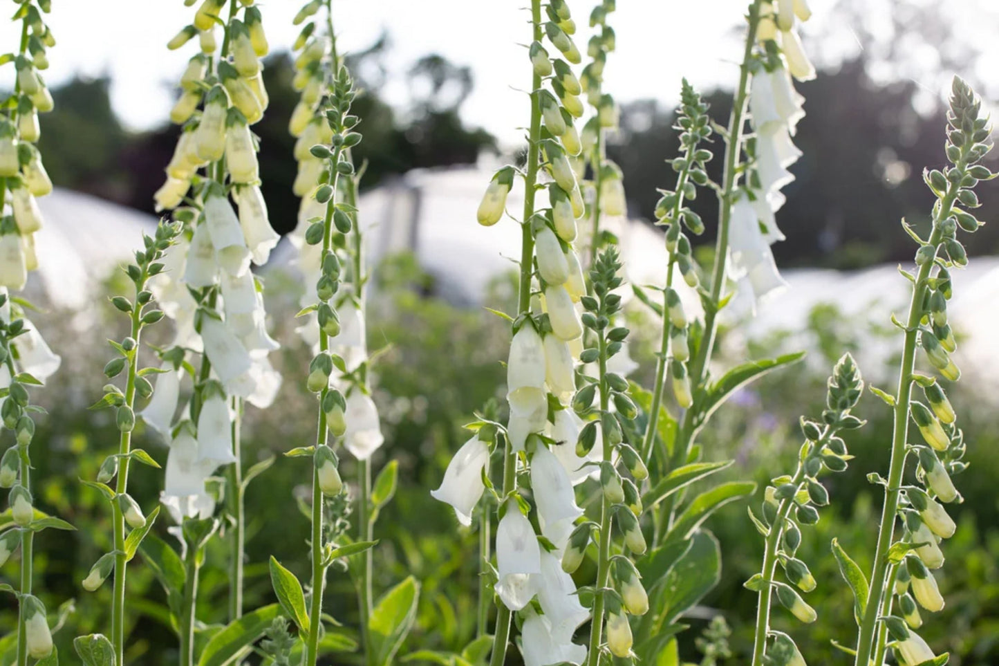 Alba Foxglove Seeds - Non-GMO Digitalis purpurea Flowering Plant Seeds for Garden, White Blossoms, Perennial, Garden Planting