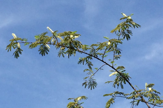 Mimosa Tenuiflora Seeds – 20 Drought-Tolerant Silk Tree Seeds Native to Brazil, Easy to Grow, Landscaping, Garden Plant