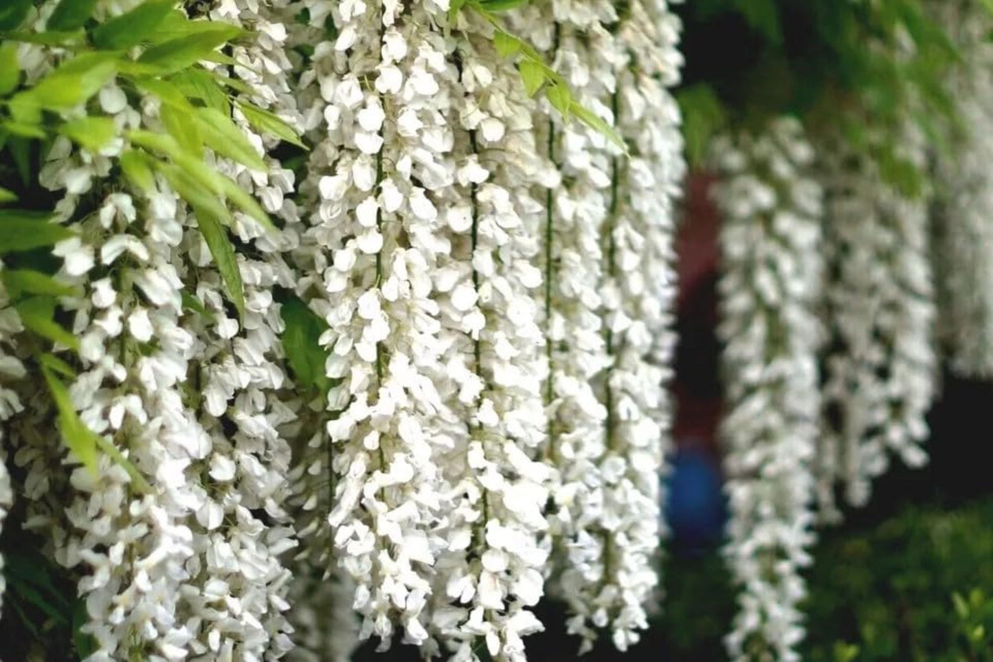 White Wisteria Seeds - Floribunda Alba Climbing Flower Vine for Garden and Landscape - Hardy, Fragrant, Rare Plant
