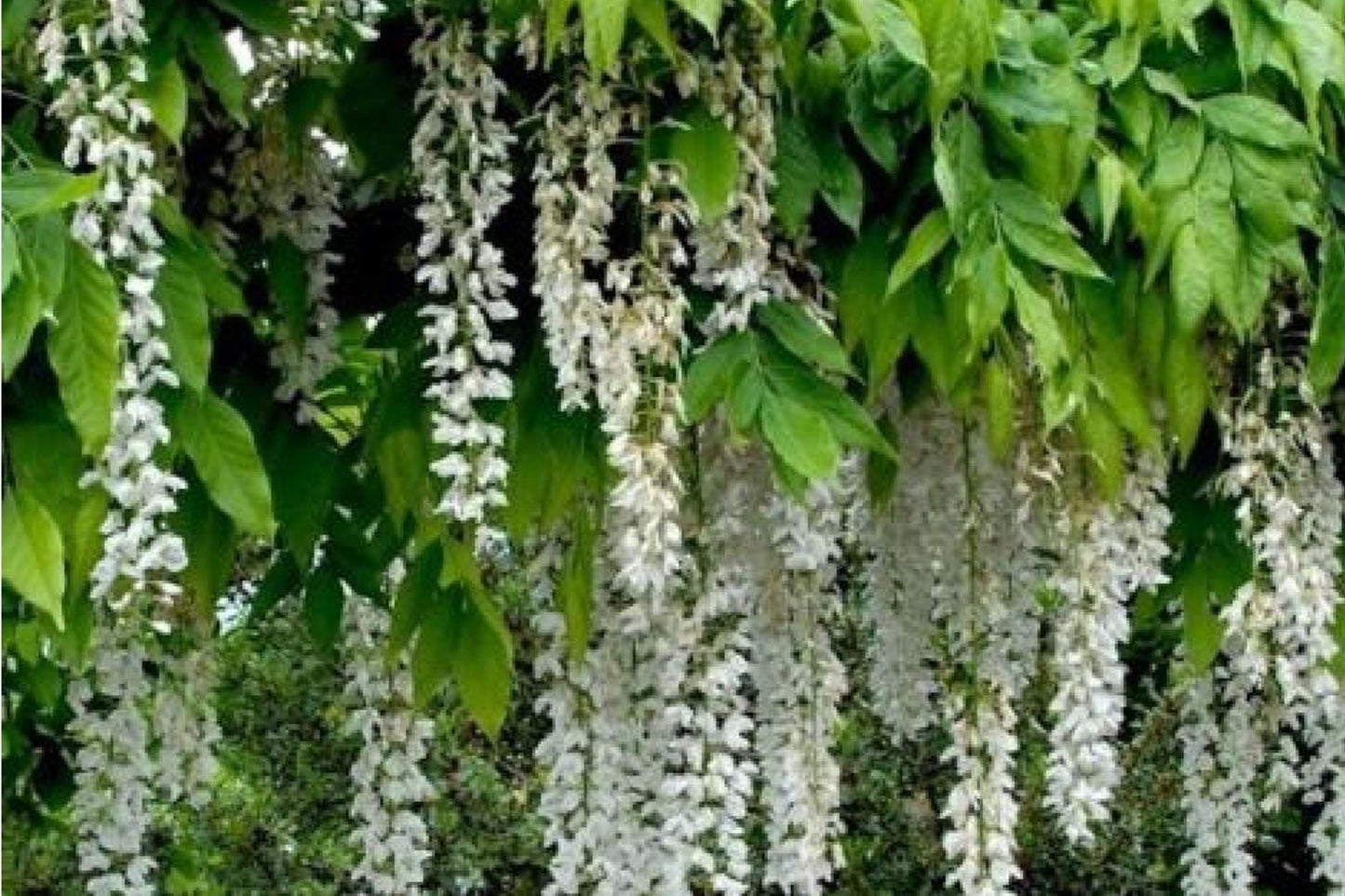 White Wisteria Seeds - Climbing Vine with Fragrant White Flowers - Wisteria floribunda Alba for Garden Trellises & Arbors