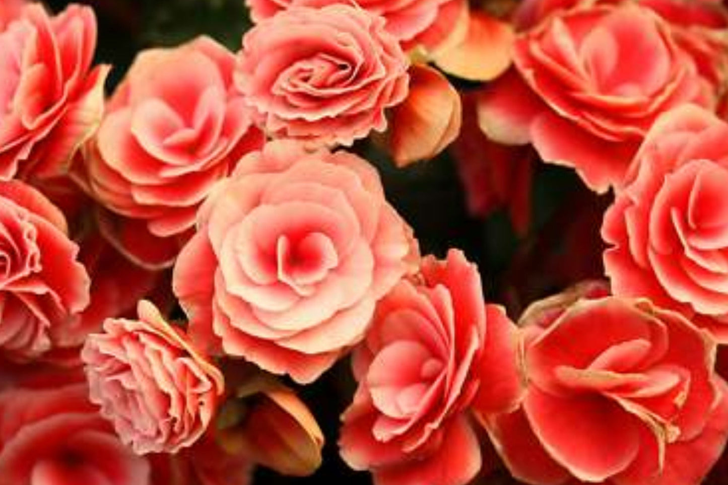 Begonia Seeds - Sunny Zing Variety - Non-GMO Flower Seeds - Pack of 45 or 125 - Vibrant Blooming Plant for Garden & Indoor