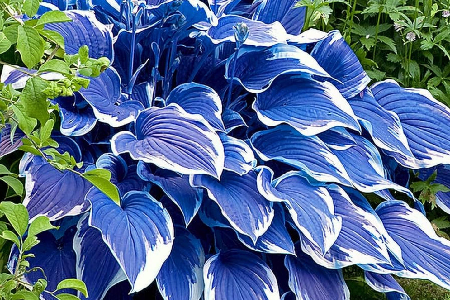 Rare Blue Purple Hosta Seeds - 200 Pcs Perennial Shade Plant for Garden, Hosta spp.