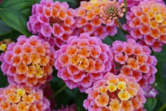 Lantana Flower Seeds - 300+ Mixed Color Seeds for Garden Planting - Lantana camara - Butterfly Attracting, Easy to Grow