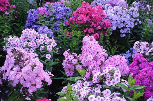 Mixed Phlox Seeds for Planting, 1500+ Popstars Creeping Perennial, Phlox subulata, Colorful Ground Cover Garden Seeds