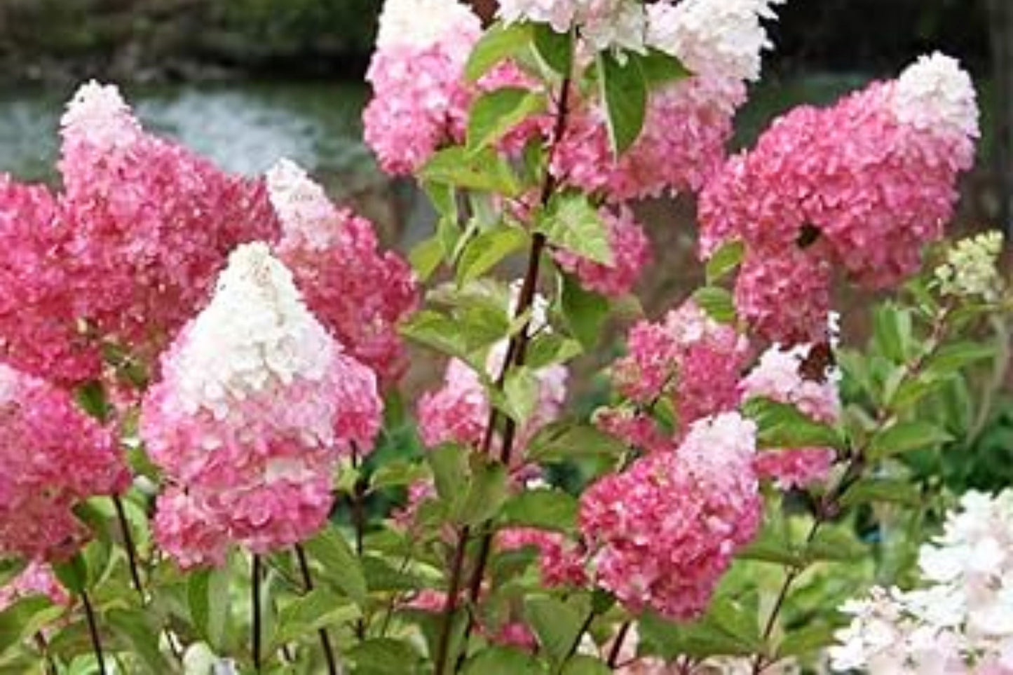 Blush Quill Hydrangea Seeds - Non-GMO Flower Seeds for Borders & Containers - Hydrangea quercifolia, Pink Blooms, Perennial, Eco-Friendly