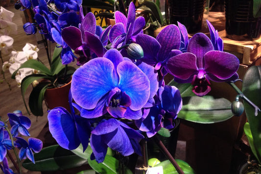 Phalaenopsis Orchid Seeds 50 Pcs Choice Colors for Balcony Gardening - Orchidaceae Bonsai Flower Seeds