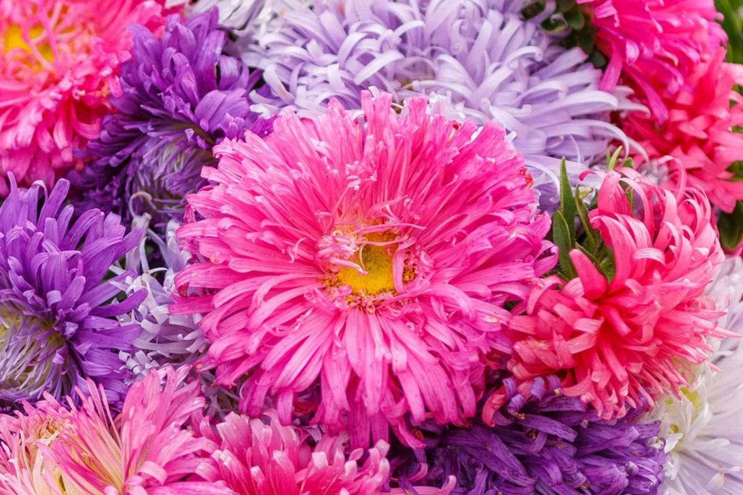 Giant California Aster Seeds | Non-GMO Flower Seeds | Aster chilensis | Garden Planting Supplies for Borders and Pollinator Gardens