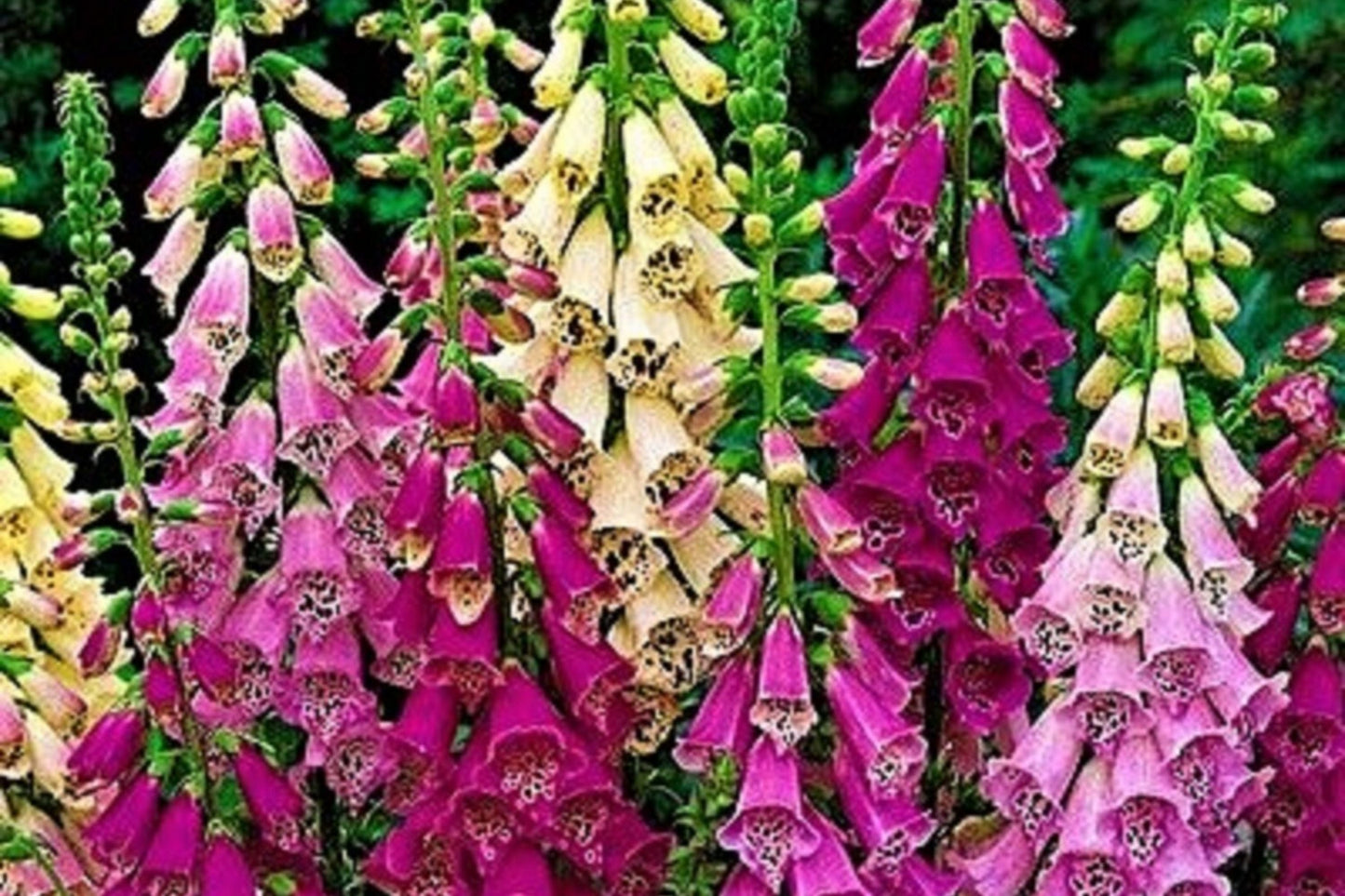 Apricot Beauty Foxglove Seeds | 200-4,000 Non-GMO Digitalis purpurea Flowering Plant for Gardens