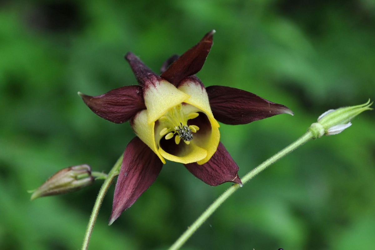 Oriental Columbine Seeds, Non-GMO, Plum & Yellow Blooms, Aquilegia oxysepala, Attracts Pollinators, USDA Zones 3-9